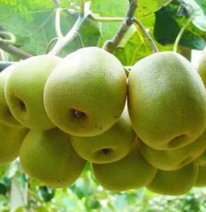 富硒獼猴桃高效栽培關(guān)鍵技術(shù)用富硒營(yíng)養(yǎng)液